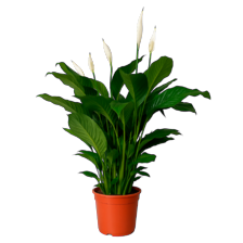 Spathiphyllum